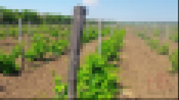 Нехороший год?